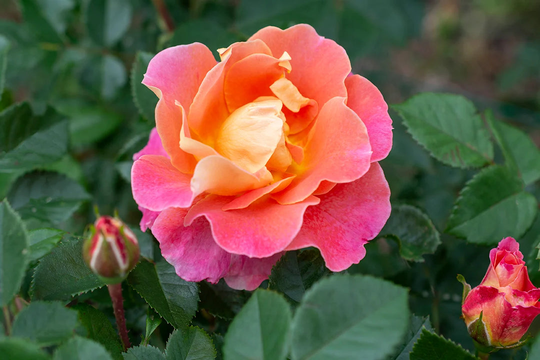 Fruity Petals - Star Roses and Plants