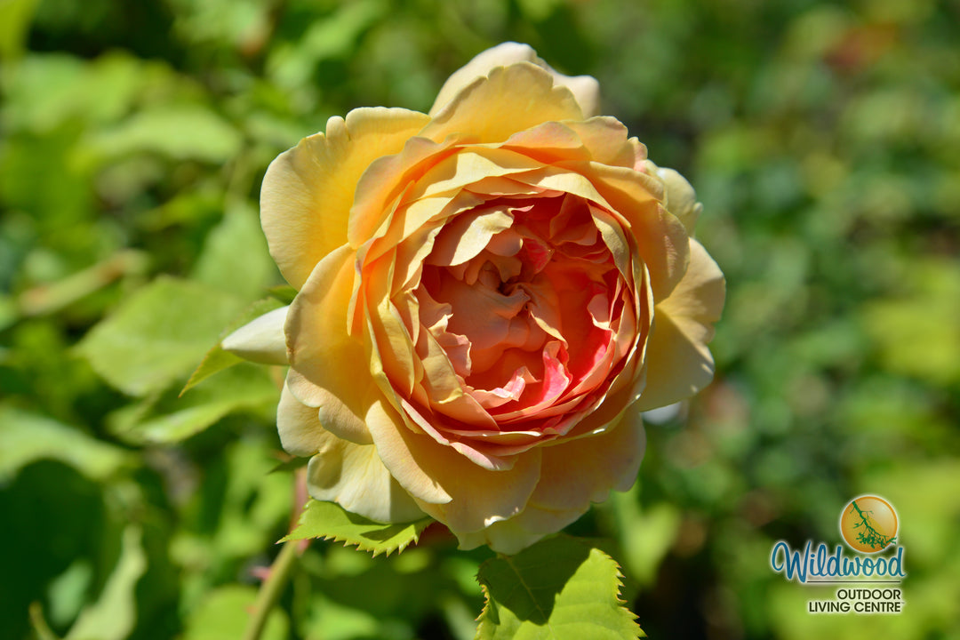 Fun in the Sun - Weeks Rose