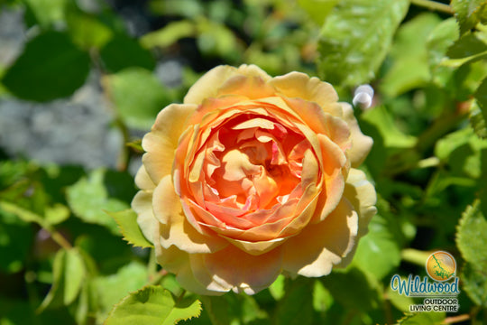 Fun in the Sun - Weeks Rose
