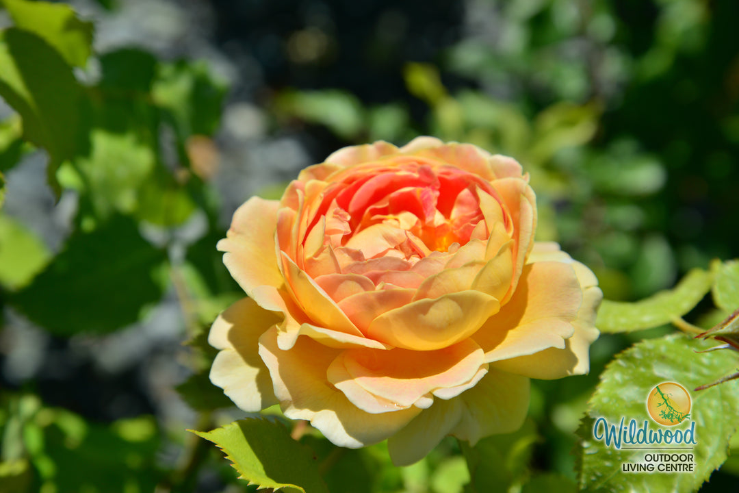 Fun in the Sun - Weeks Rose