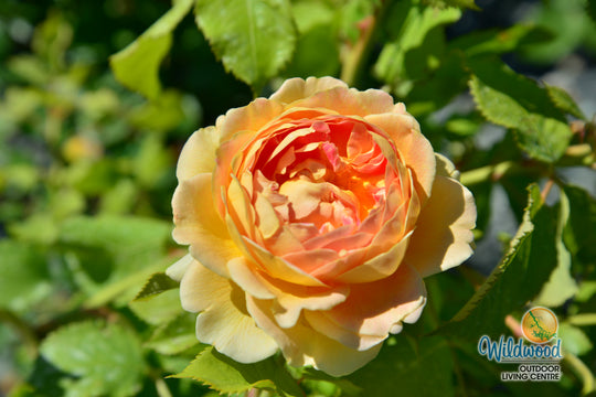 Fun in the Sun - Weeks Rose