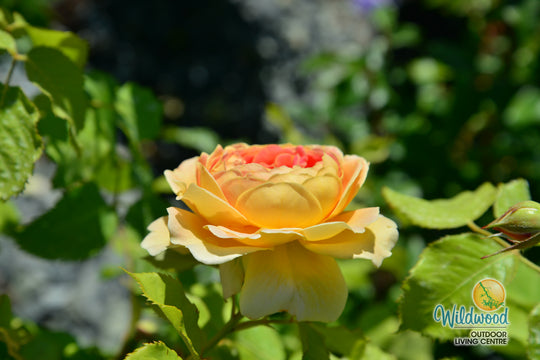 Fun in the Sun - Weeks Rose