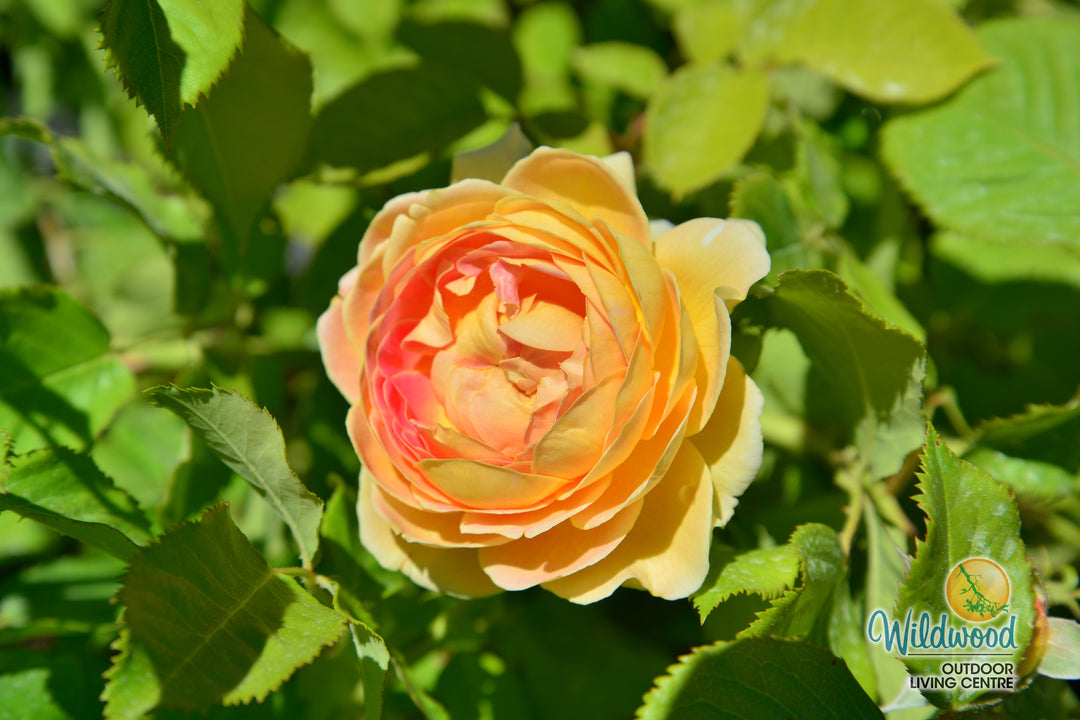 Fun in the Sun - Weeks Rose