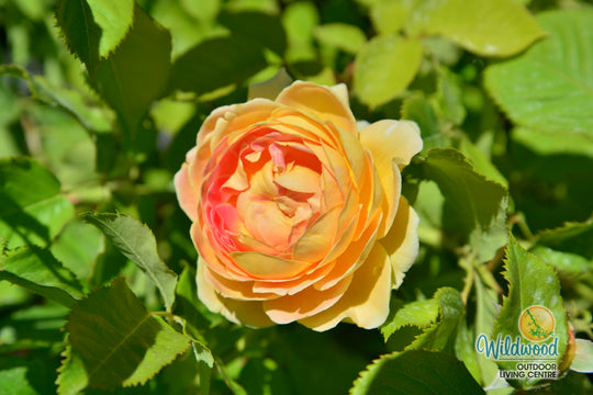 Fun in the Sun - Weeks Rose