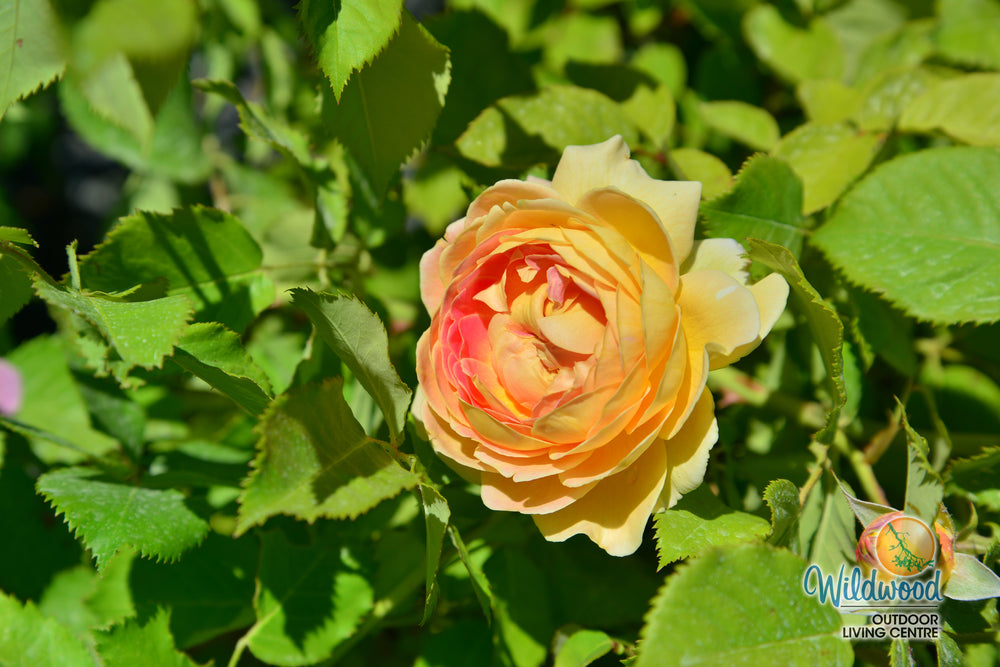 Fun in the Sun - Weeks Rose