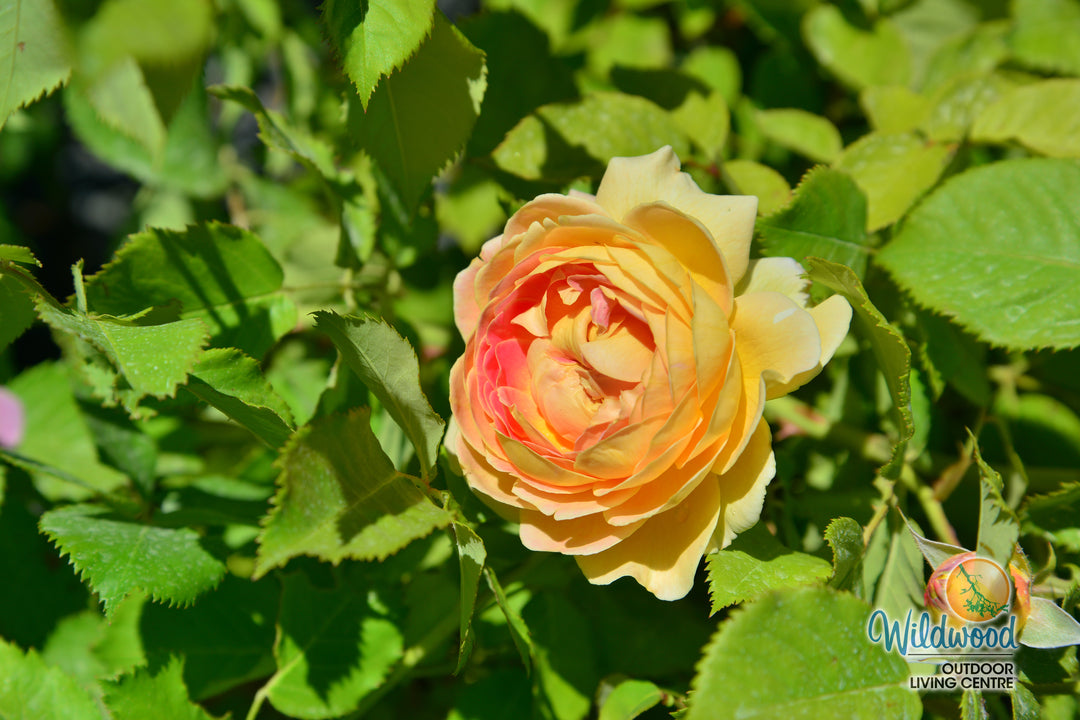 Fun in the Sun - Weeks Rose
