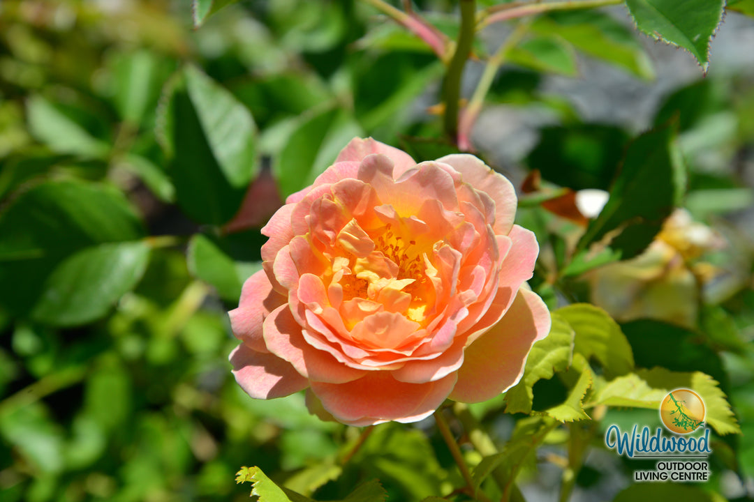 Fun in the Sun - Weeks Rose