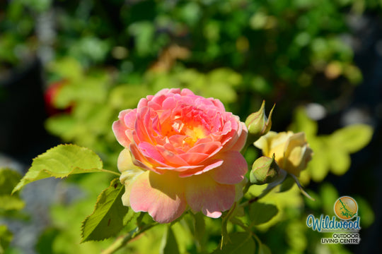 Fun in the Sun - Weeks Rose