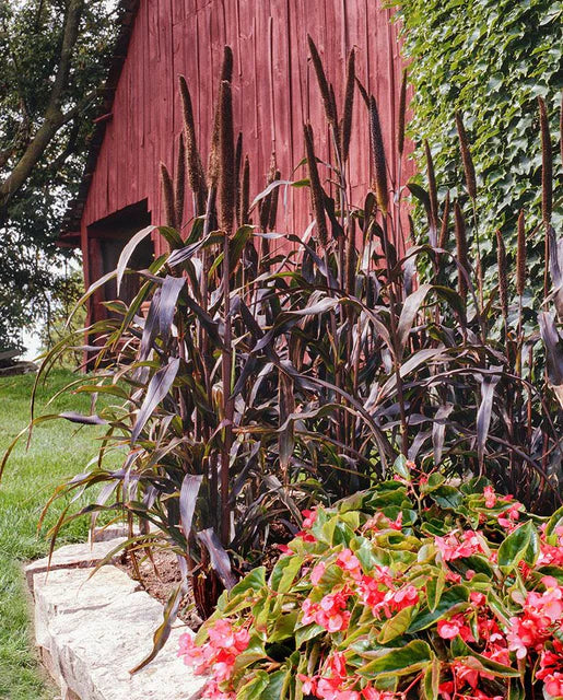 Ornamental Grass Purple Majesty - West Coast Seeds