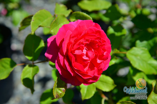 Gabriel Oak - David Austin Rose