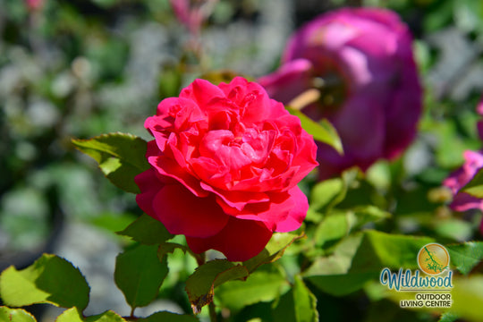Gabriel Oak - David Austin Rose
