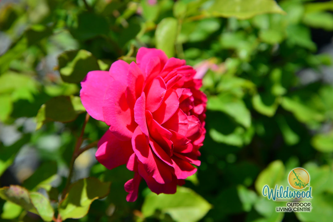 Gabriel Oak - David Austin Rose