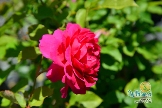 Gabriel Oak - David Austin Rose