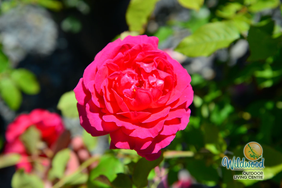 Gabriel Oak - David Austin Rose