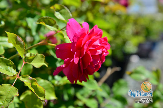 Gabriel Oak - David Austin Rose