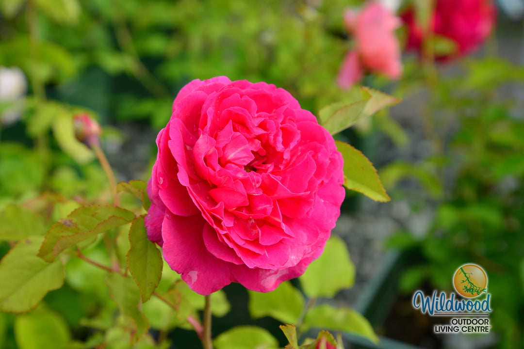 Gabriel Oak - David Austin Rose