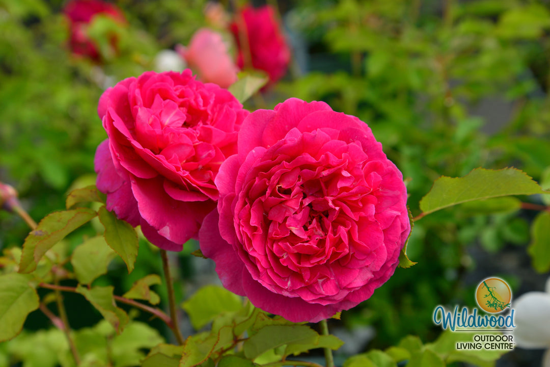 Gabriel Oak - David Austin Rose