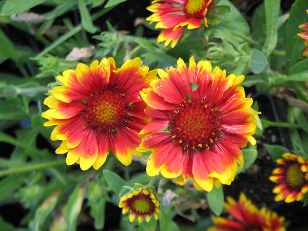 Gaillardia - Arizona Sun, 1 Pack