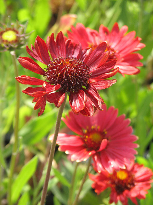 Gaillardia - Burgundy, 1 Pack