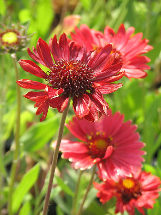 Gaillardia - Burgundy, 1 Pack