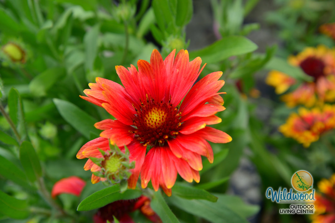 Gaillardia Arizona Red Shades - Ontario Seed Company