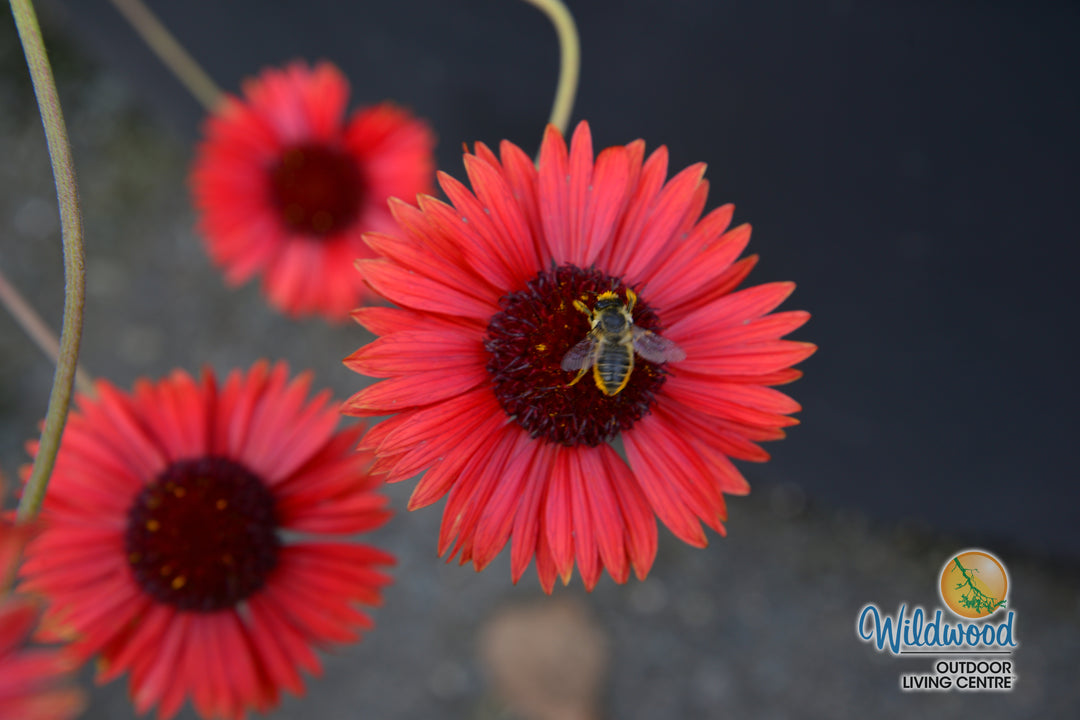 Gaillardia Arizona Red Shades - Ontario Seed Company