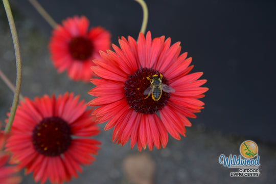 Gaillardia Arizona Red Shades - Ontario Seed Company