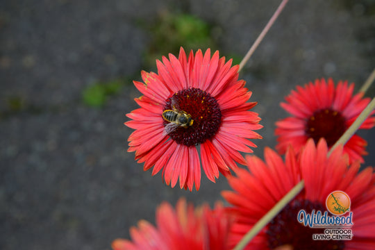 Gaillardia Arizona Red Shades - Ontario Seed Company