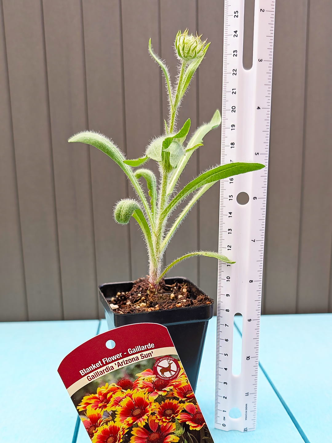 Gaillardia - Arizona Sun, 1 Pack