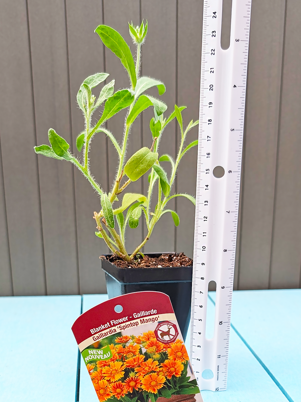Gaillardia_SpintopMango