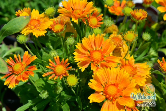 Gaillardia - Spin Top Mango, 1 Pack