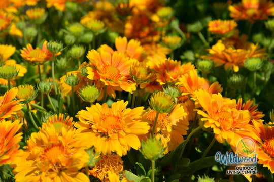 Gaillardia - Spin Top Mango, 1 Pack