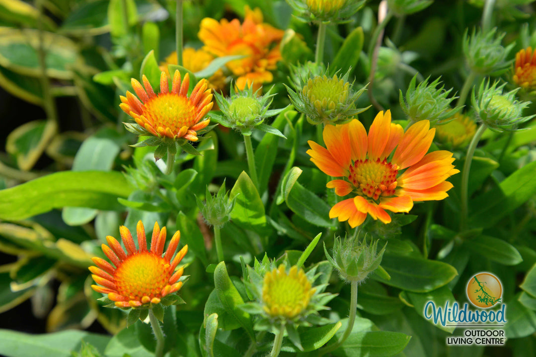 Gaillardia - Spin Top Mango, 1 Pack