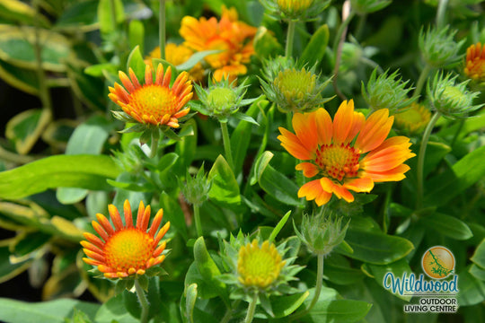 Gaillardia - Spin Top Mango, 1 Pack