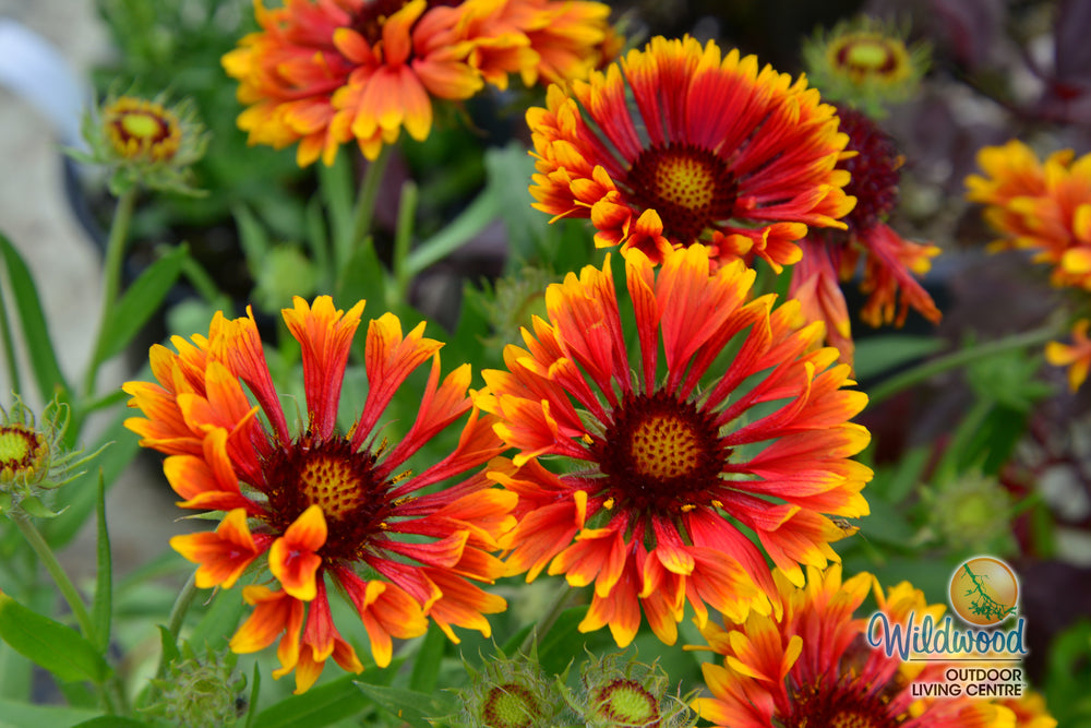 Gaillardia - Arizona Sun, 1 Pack