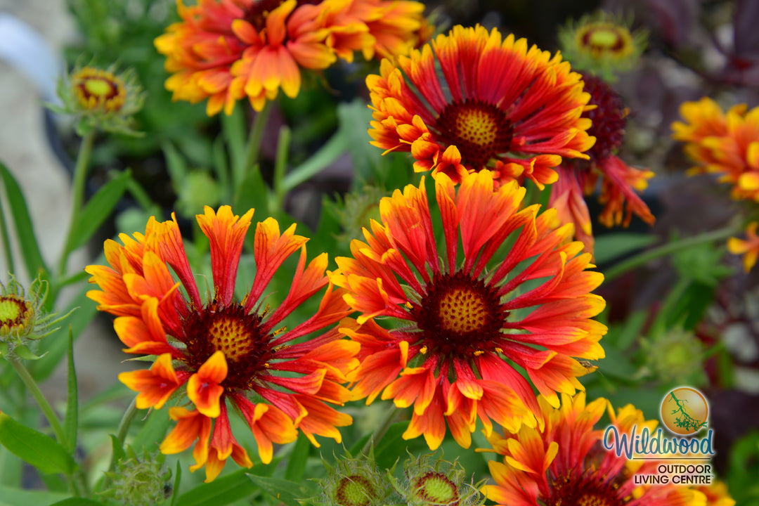 Gaillardia - Arizona Sun, 1 Pack