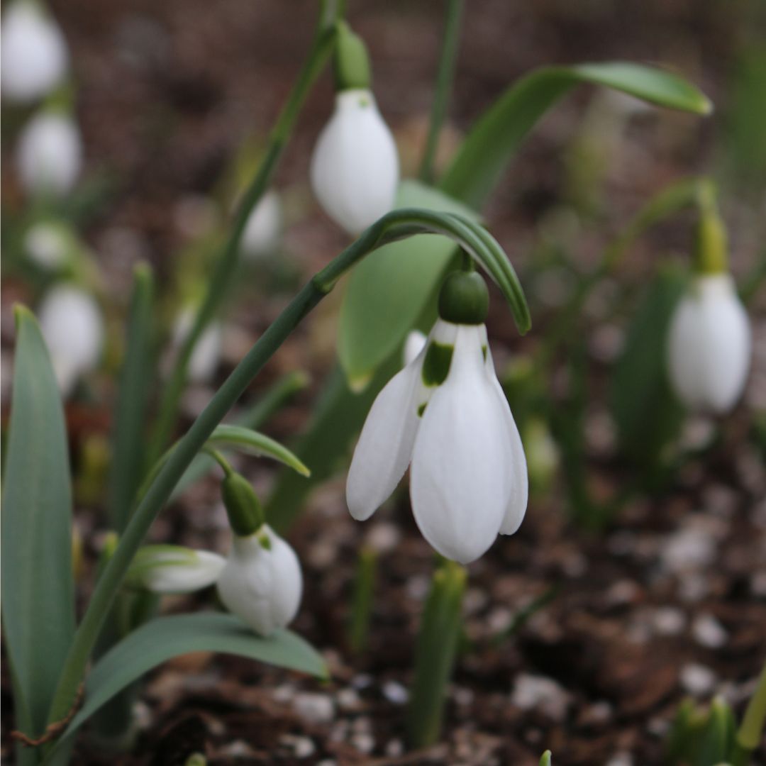 Galanthus - Mount Everest, 5 Pack