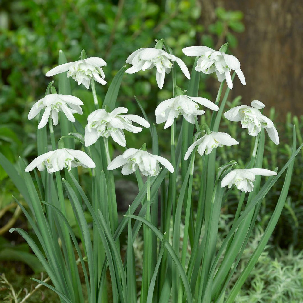 Galanthus - Snowdrop Double - Flore Pleno, 5 Pack