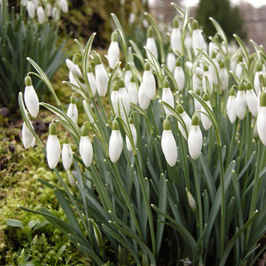 Galanthus - Snowdrop Single - Elwesii, 10 Pack