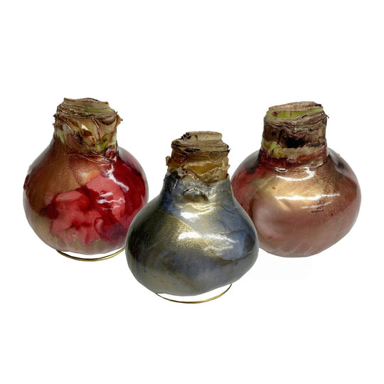 Waxed Amaryllis Galaxy Swirl - Red Bloom