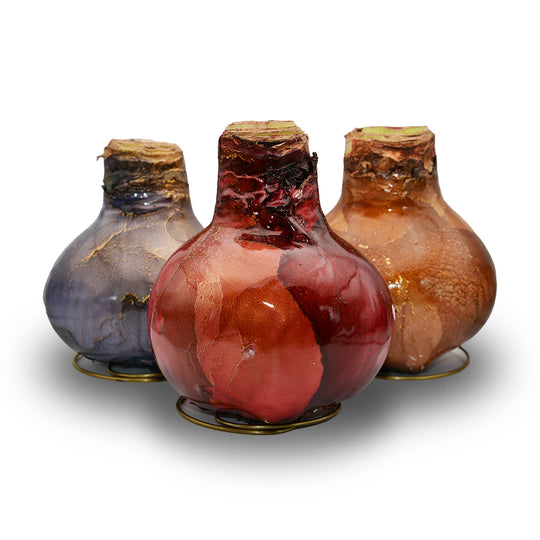 Waxed Amaryllis Galaxy Swirl - Red Bloom