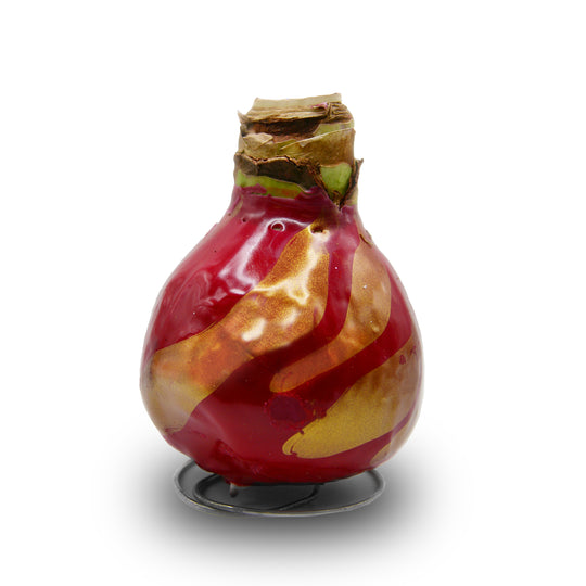 Waxed Amaryllis Galaxy Swirl - Red Bloom