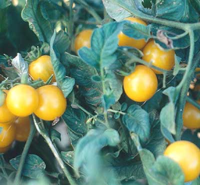 Tomato Galina Cherry - Eagleridge Seeds