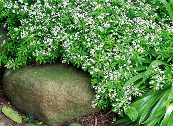 Sweet Woodruff - Odoratum, 1 Pack