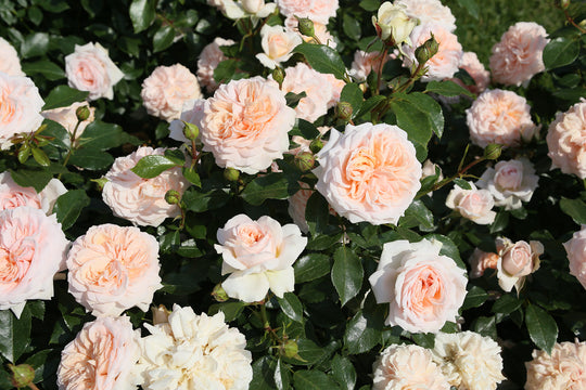 Veranda® Cream™ - Kordes® Roses