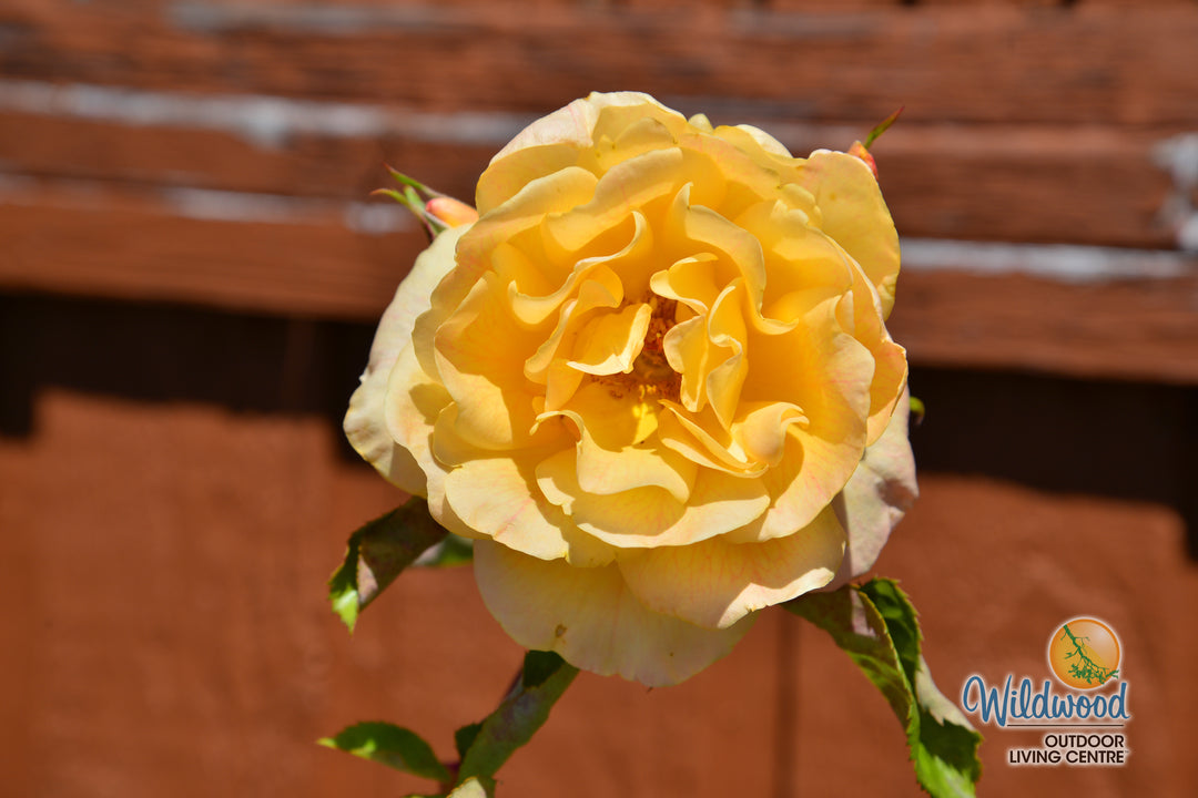 Garden Sun - Star Roses and Plants
