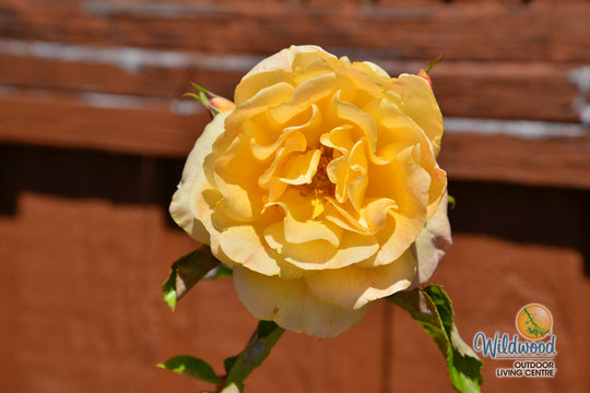 Garden Sun - Star Roses and Plants