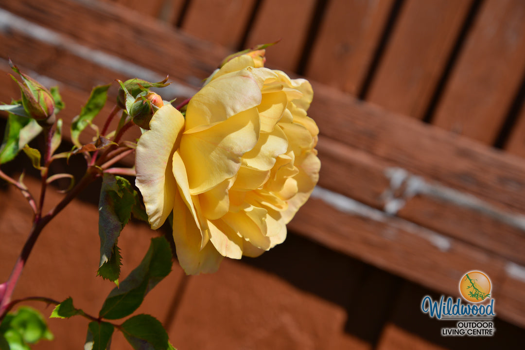 Garden Sun - Star Roses and Plants