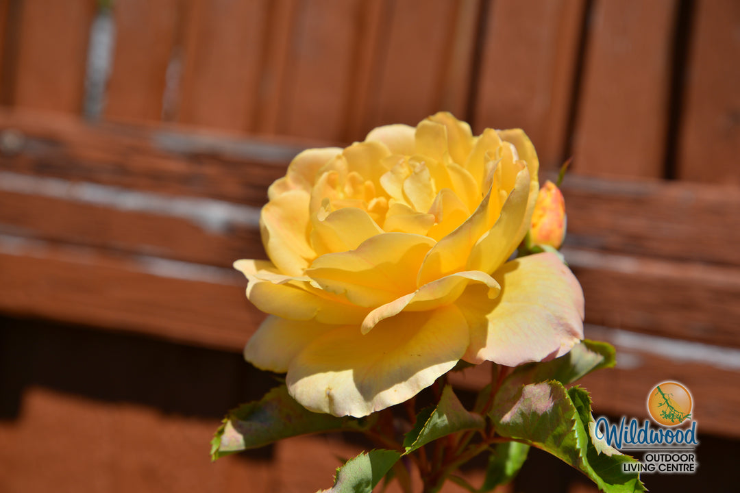 Garden Sun - Star Roses and Plants