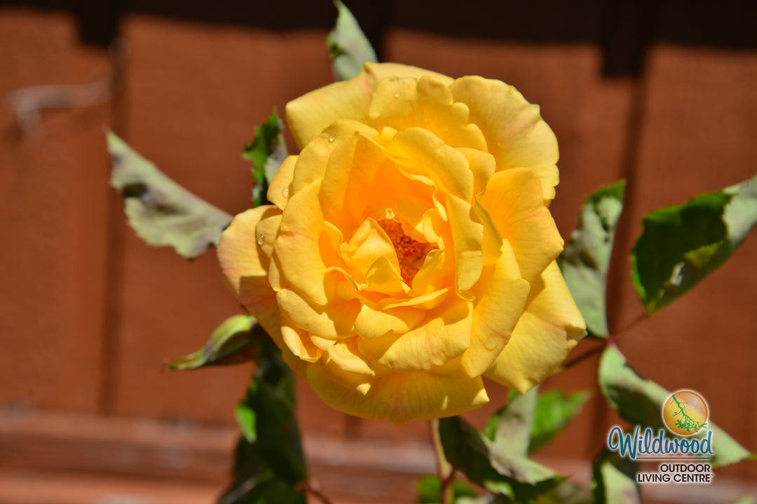 Garden Sun - Star Roses and Plants